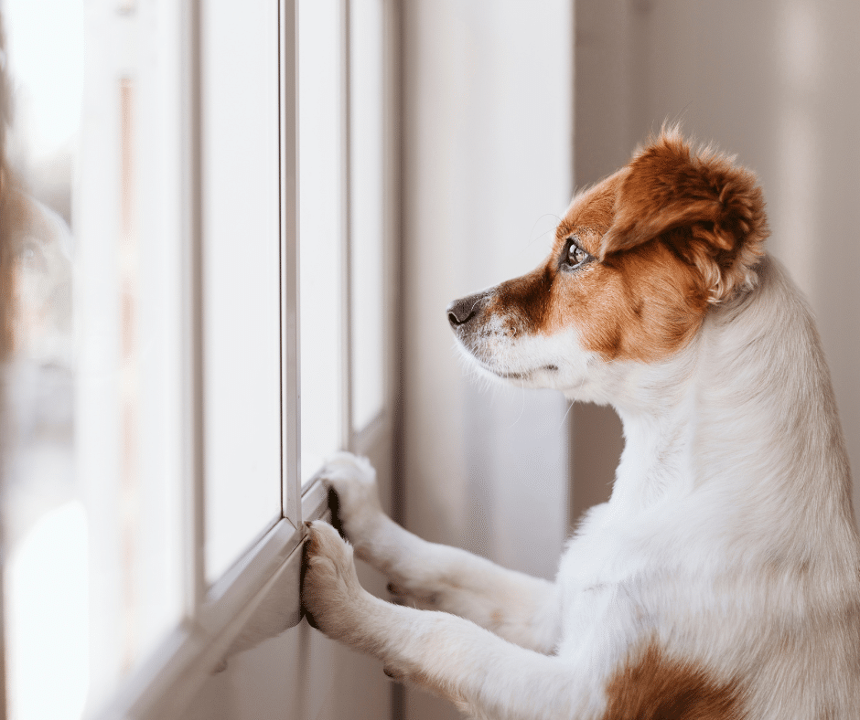 chien-anxieux