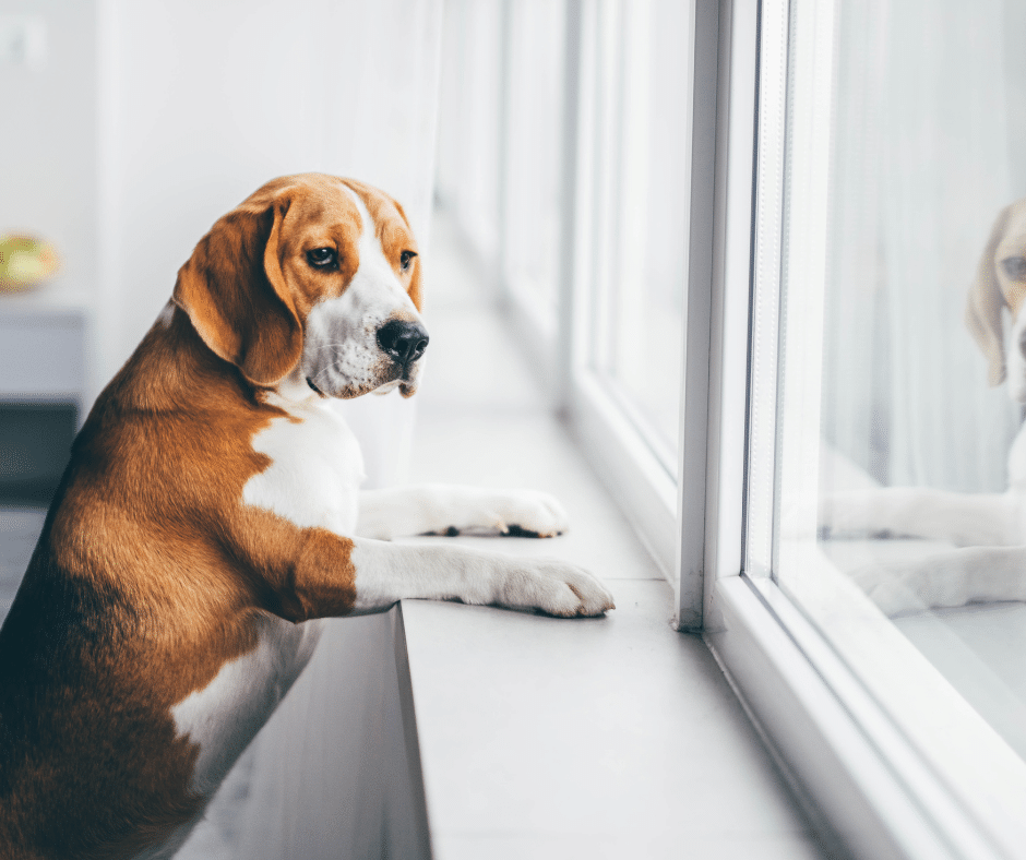 anxiété-de-séparation-chiens