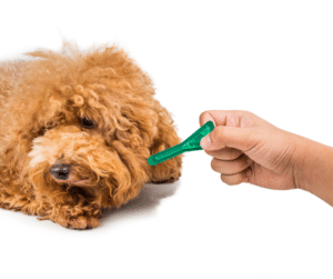 chien-pipette