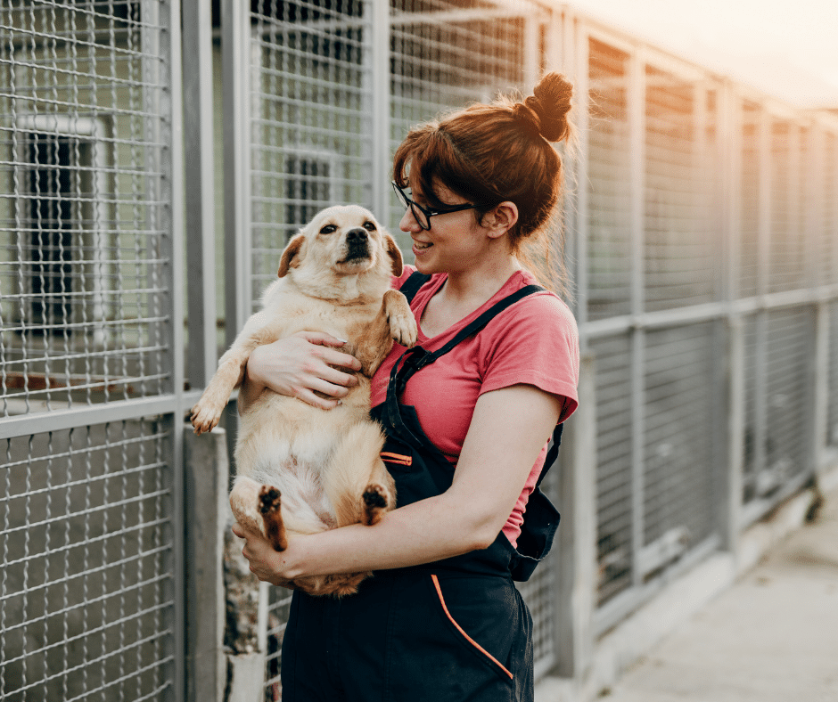 adopter un chien adulte