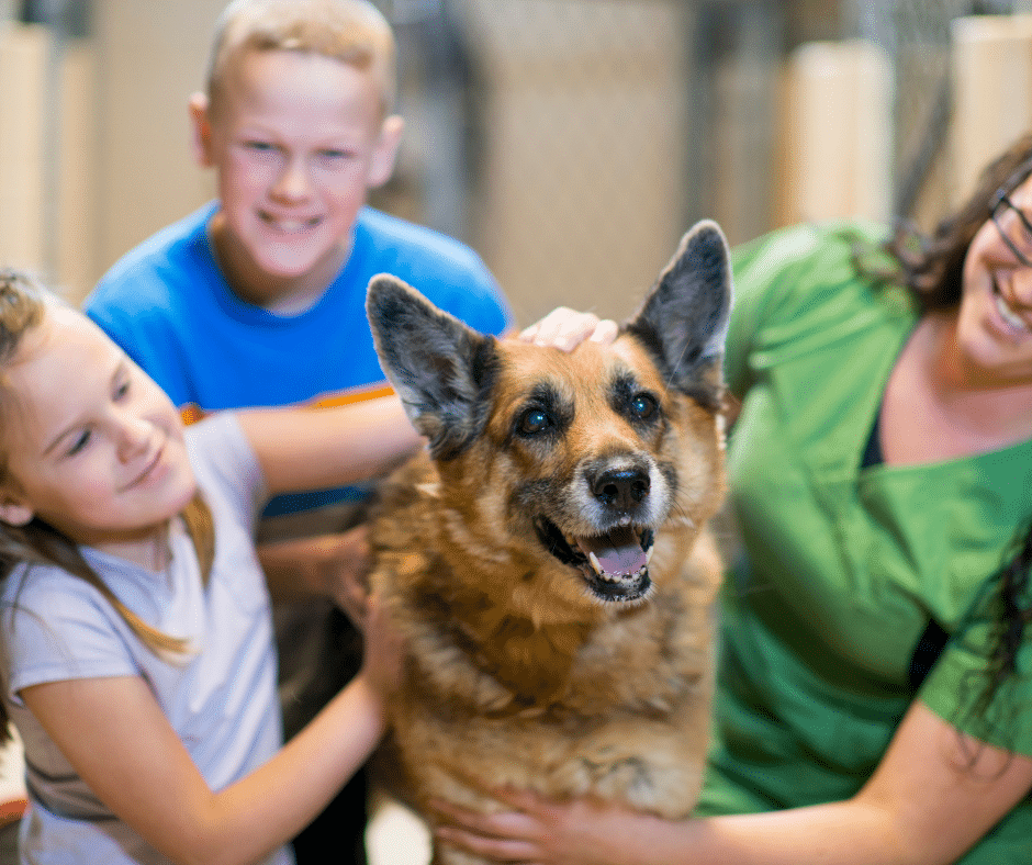 adoption chien refuge