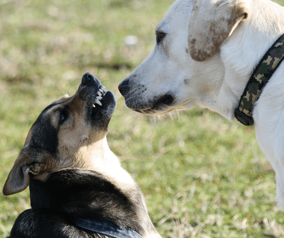 chien-dominance