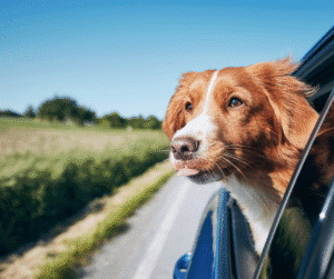 mon chien a peur en voiture