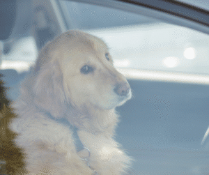 chien stressé en voiture