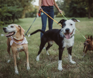 pension canine