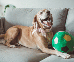 dog-sitter
