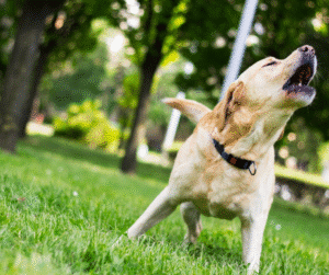 chien anxieux quand il est seul